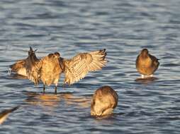 Image of Bar-tailed Godwit