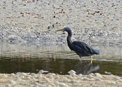 Image de Aigrette sacrée