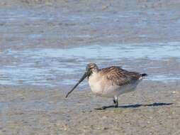 Image of Bar-tailed Godwit