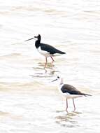 Image of Pied Stilt