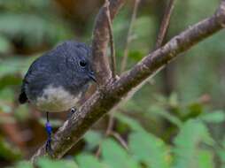 Image of New Zealand Robin