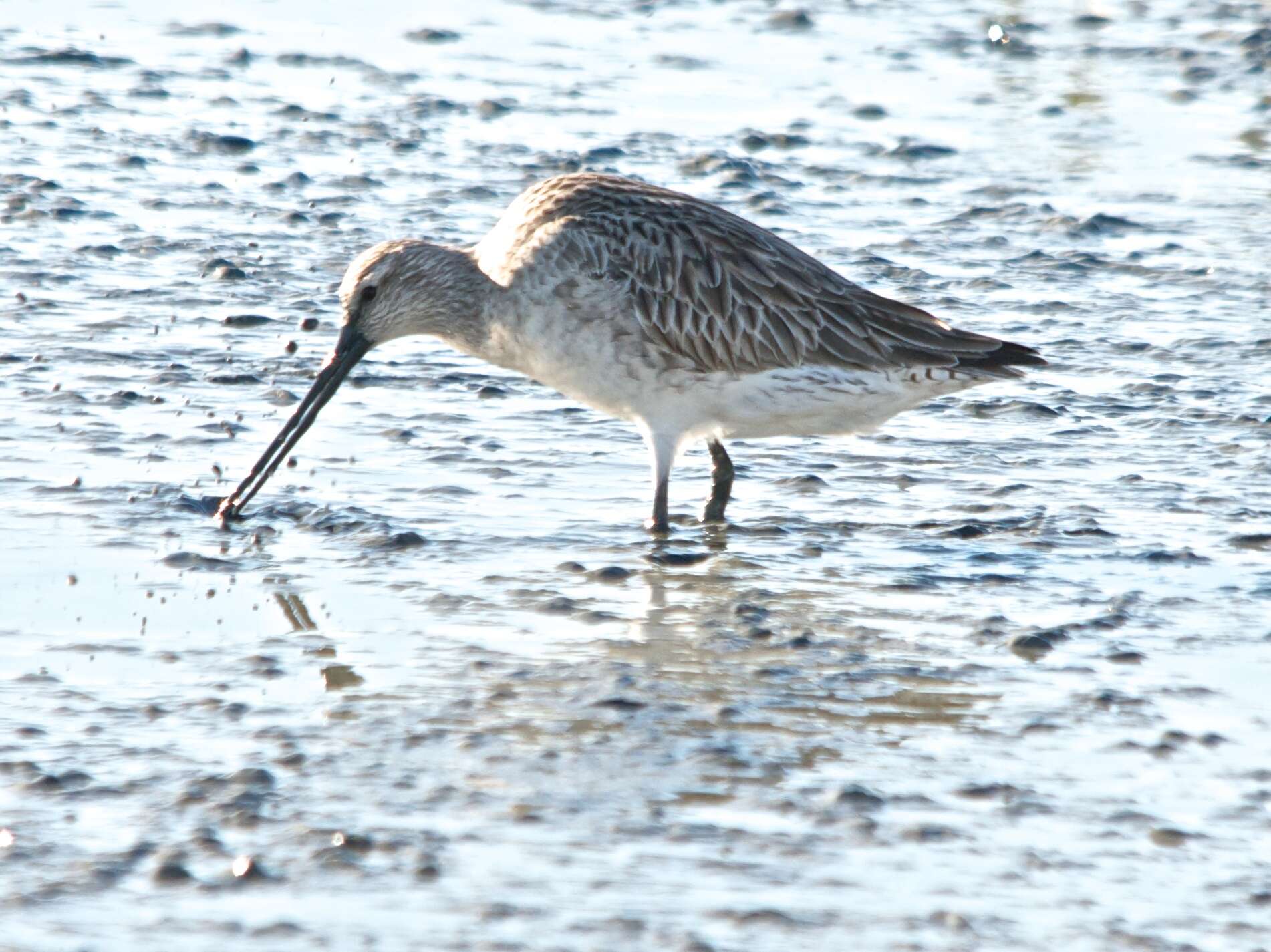 Image of Bar-tailed Godwit