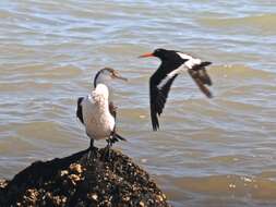 Image of South Island Oystercatcher