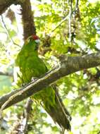 Image of Red-crowned Parakeet