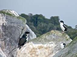 Image of Otago Shag