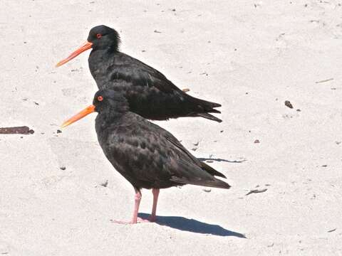 Image of Variable Oystercatcher