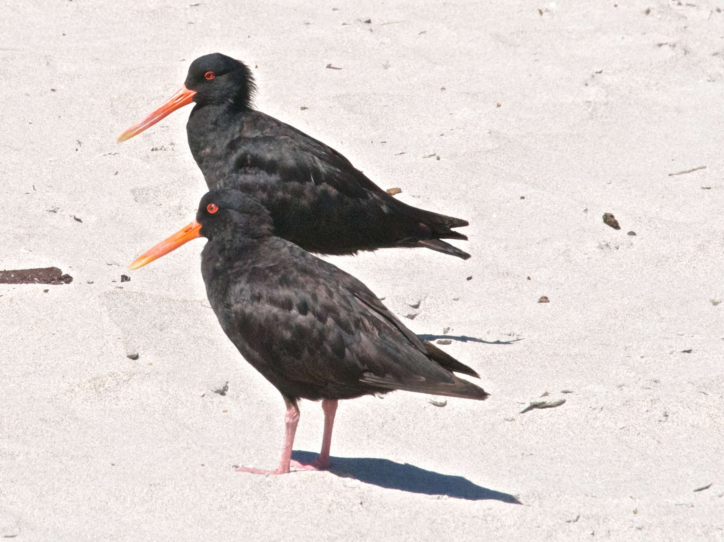 Imagem de Haematopus unicolor Forster & JR 1844