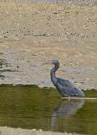 Image de Aigrette sacrée