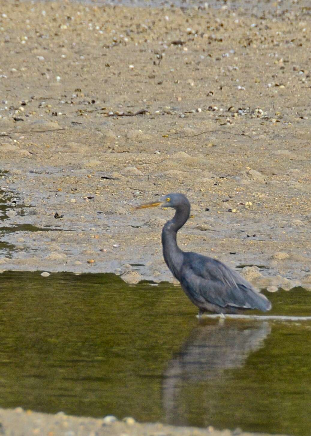 Image de Aigrette sacrée