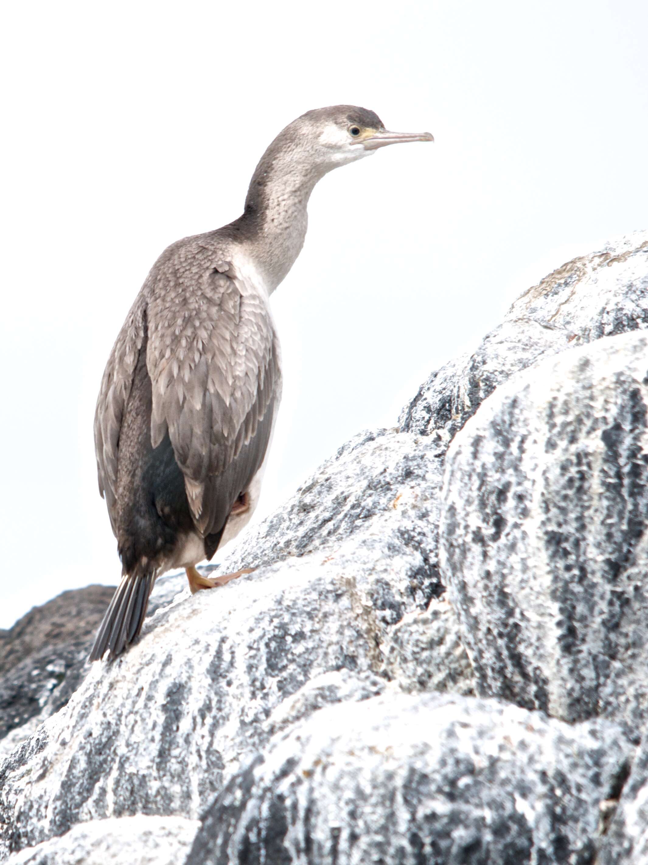 Image of Spotted Shag