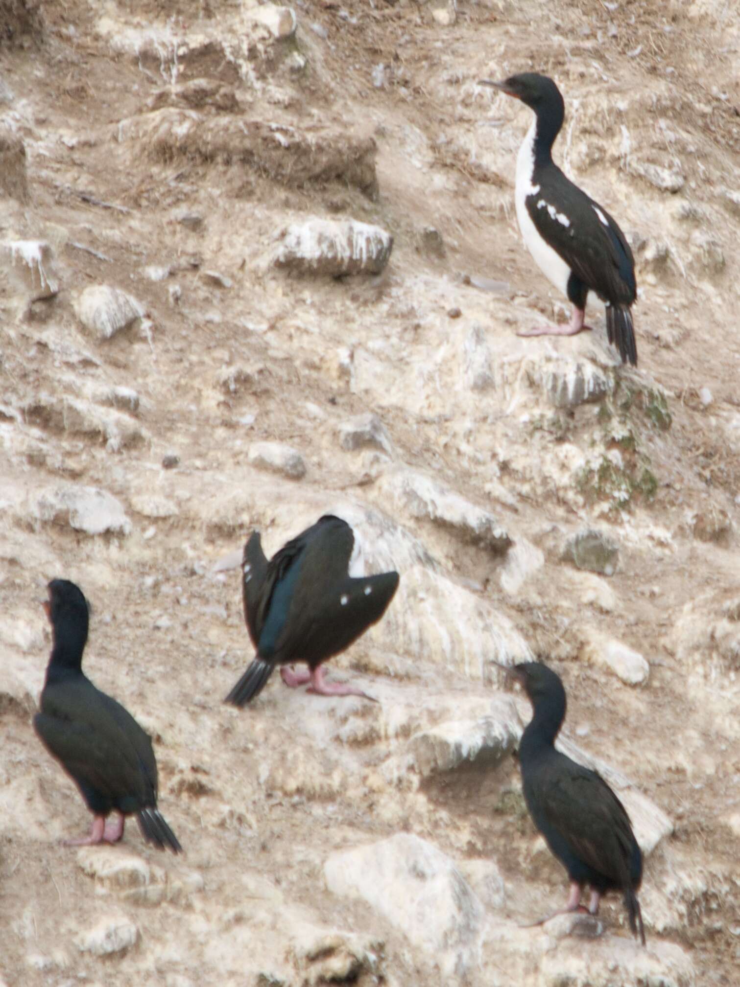 Image of Otago Shag