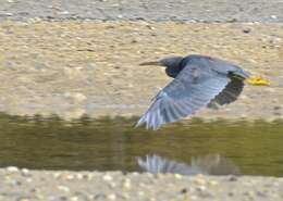 Image of Eastern Reef Egret