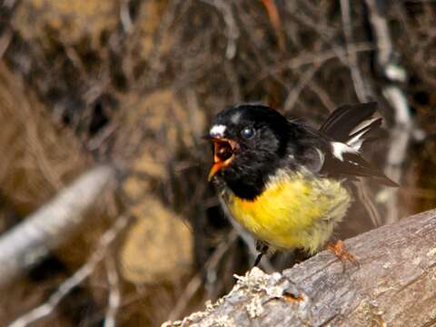 Image of New Zealand Tomtit