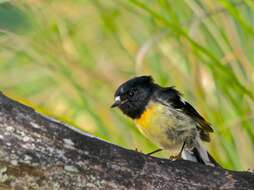 Image of New Zealand Tomtit