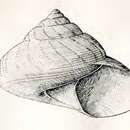 Image of Archiminolia oleacea