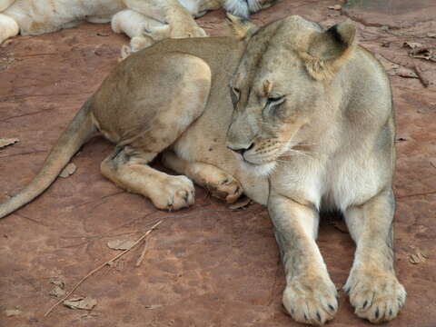 Image of Panthera leo nubica