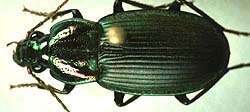 Image of Chlaenius (Eurydactylus) pimalicus Casey 1914
