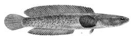 Image of Assamese snakehead