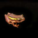 Imagem de Hyperolius platyceps (Boulenger 1900)