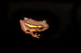 Image of Hyperolius platyceps (Boulenger 1900)