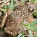 Image of Pierre's Cricket Frog