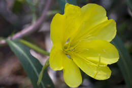 Image of longstem evening primrose