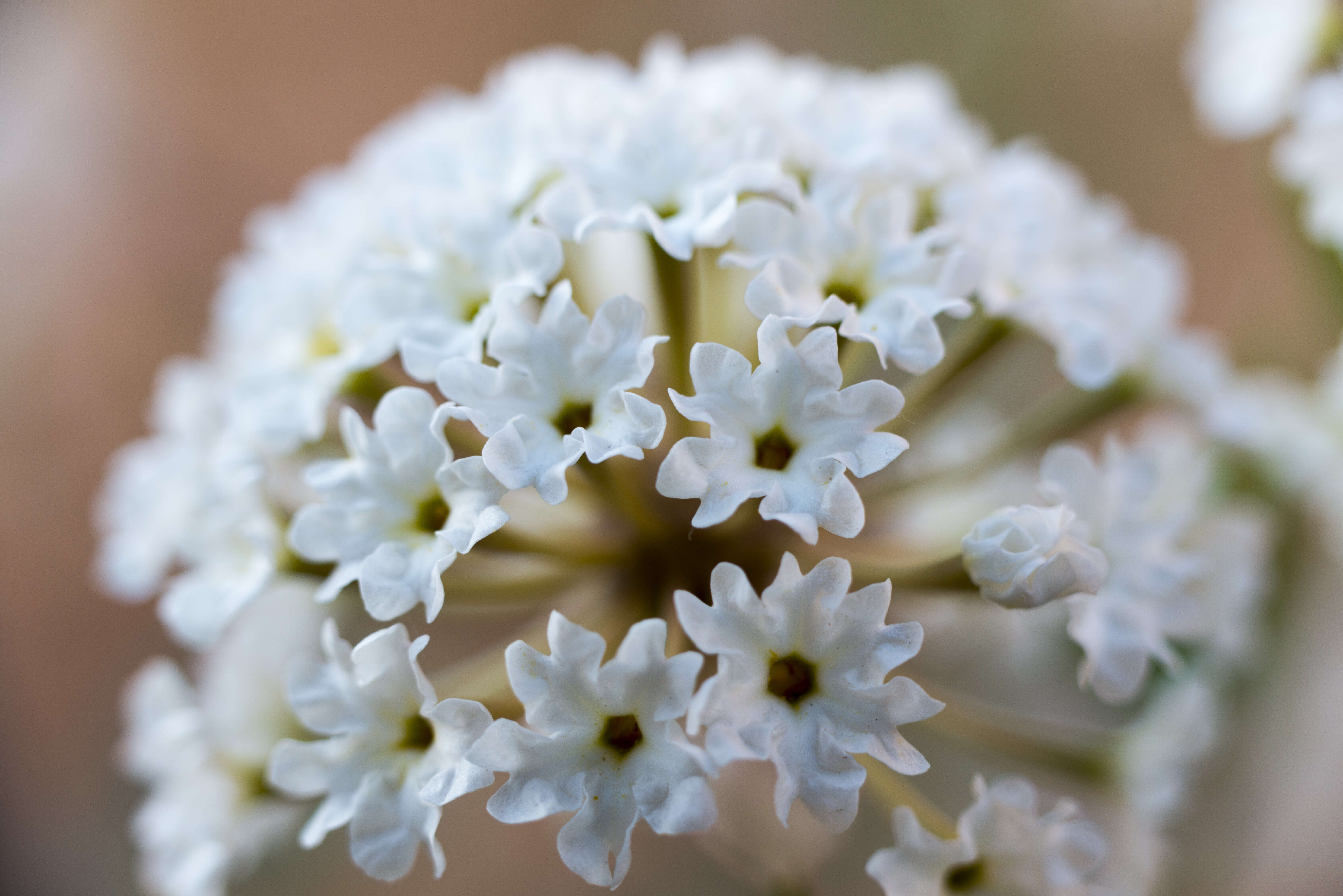 Image of snowball sand verbena