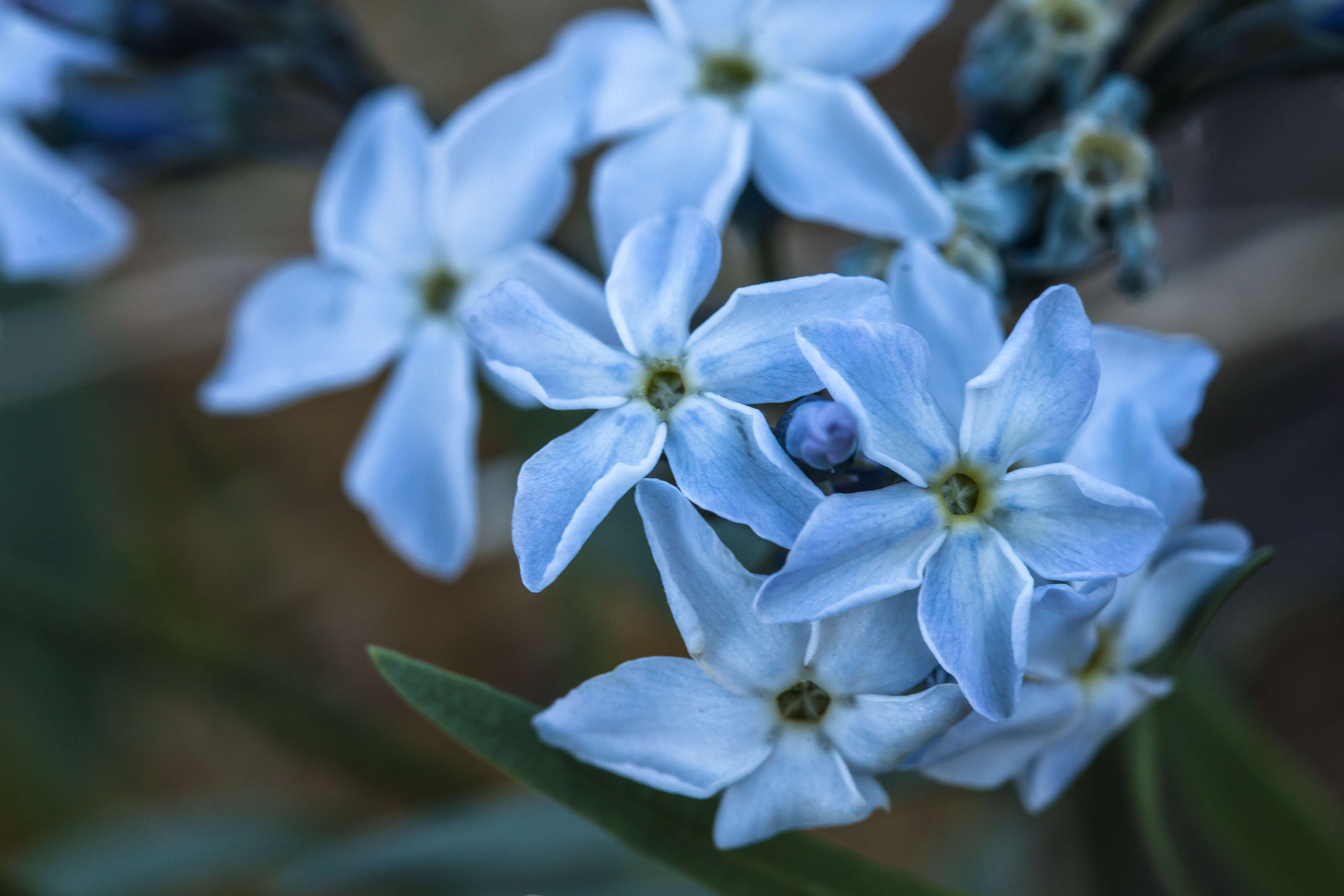 Image of woolly bluestar