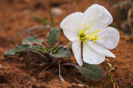 Image de Oenothera cespitosa Nutt.