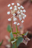 Image of snowball sand verbena