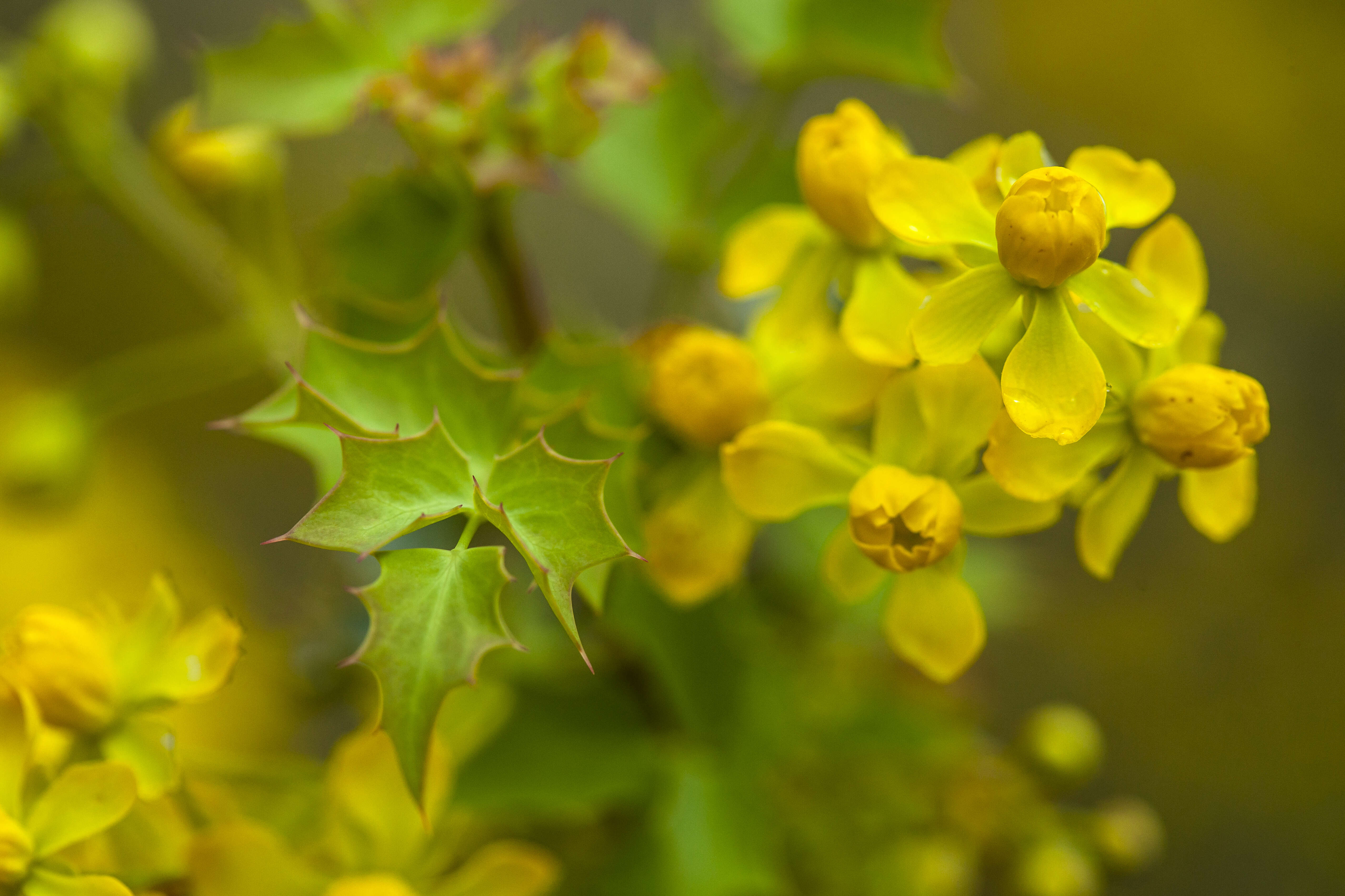 Image of Fremont's mahonia