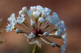 Image of snowball sand verbena