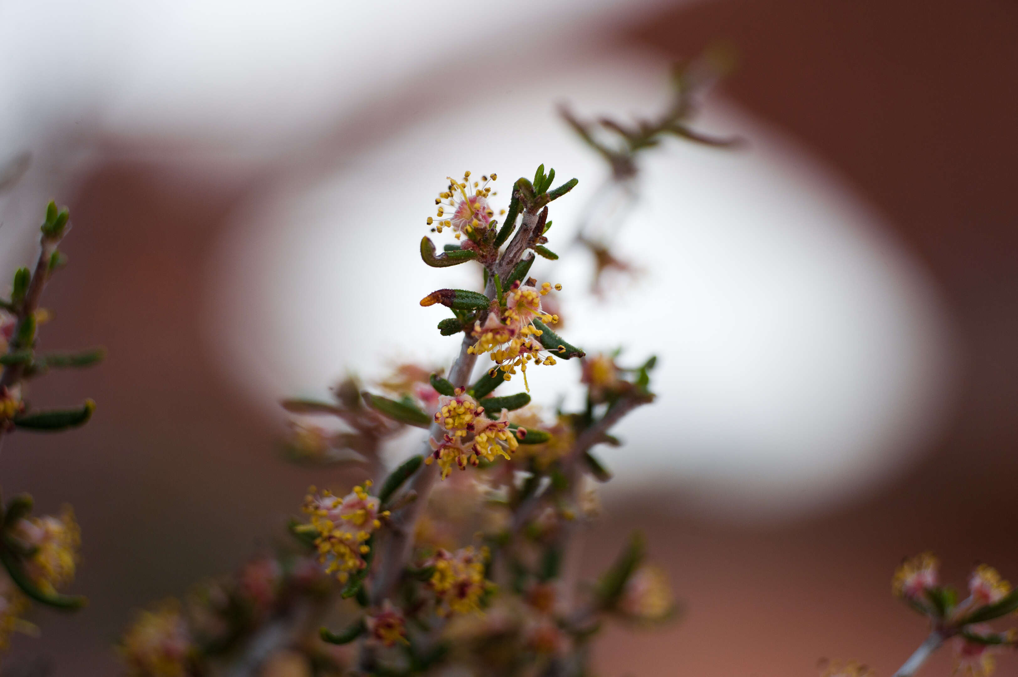 Imagem de Cercocarpus intricatus S. Wats.