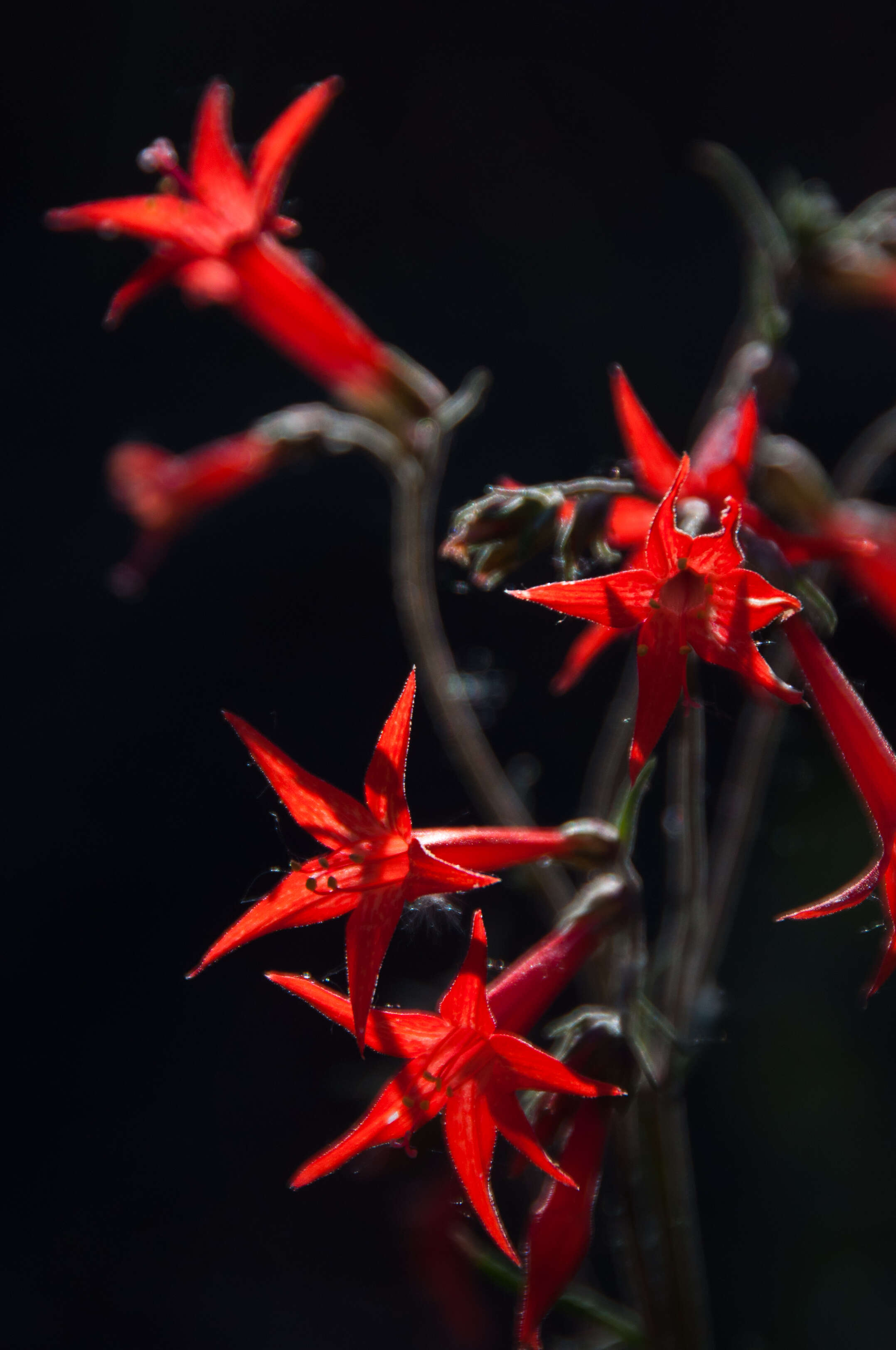 Image of Scarlet Gilia