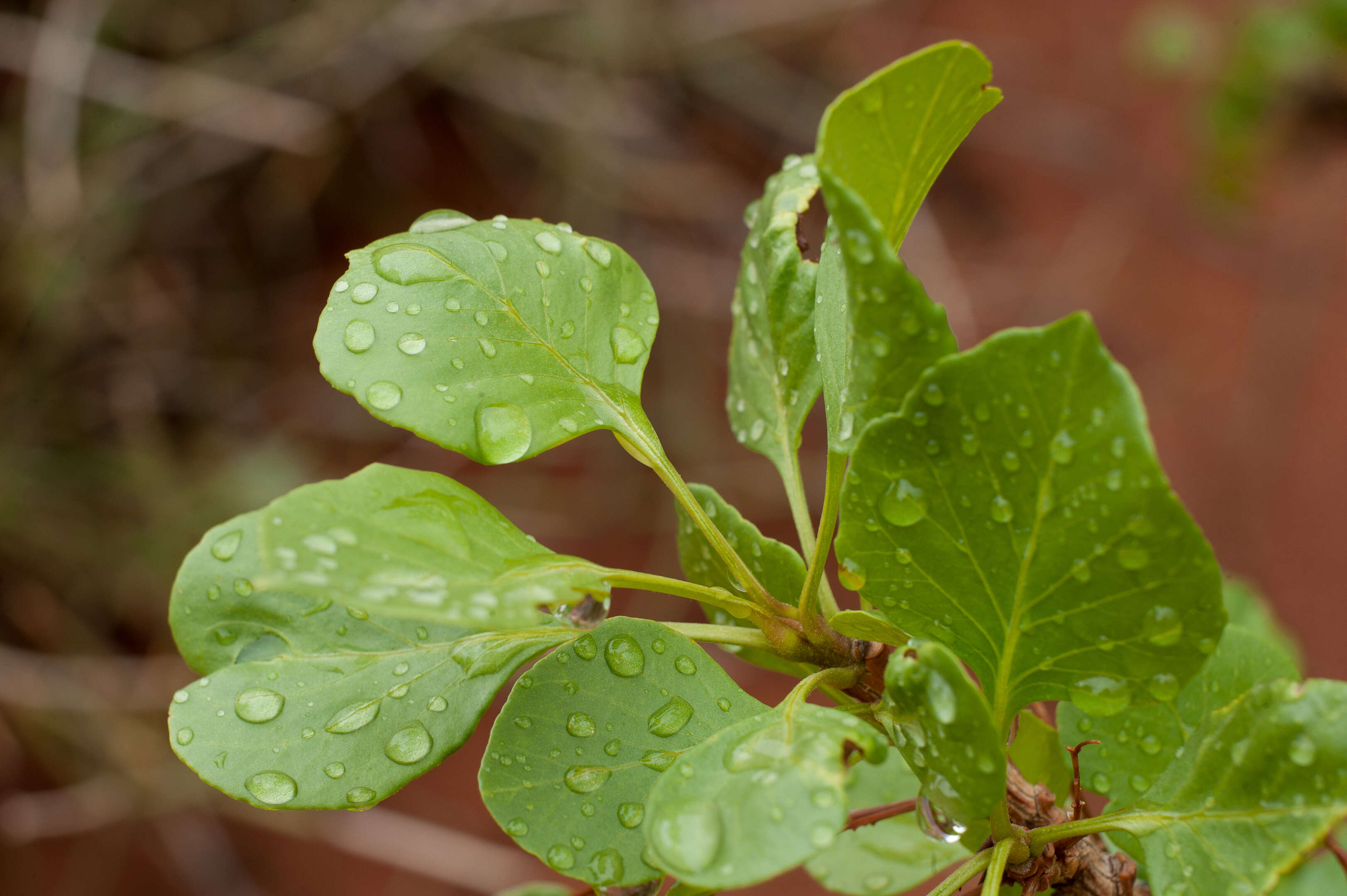 Image of single-leaf ash