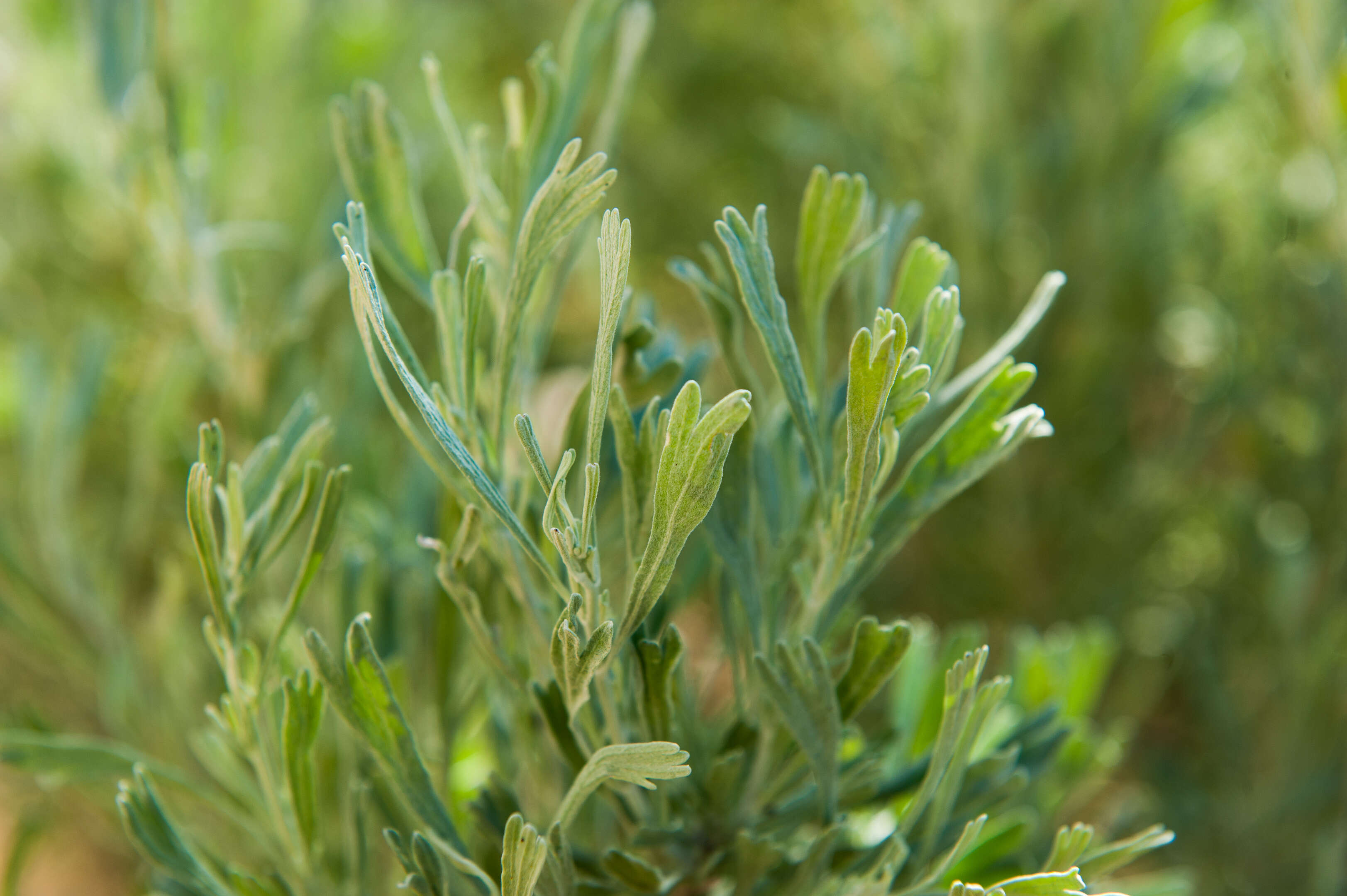 Imagem de Artemisia tridentata (Nutt.) W. A. Weber