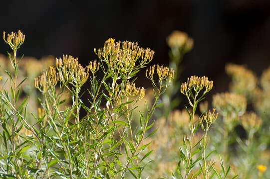 Image de Ericameria nauseosa (Pall. ex Pursh) G. L. Nesom & G. I. Baird