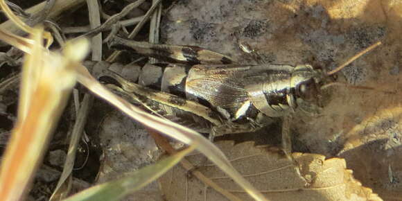 Melanoplus lakinus (Scudder & S. H. 1878)的圖片