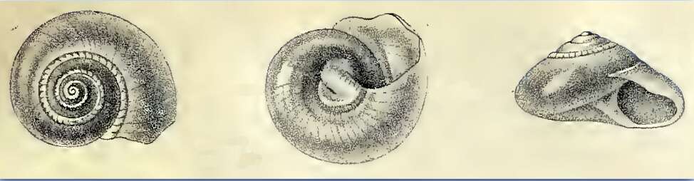 Слика од Bathymophila Dall 1881