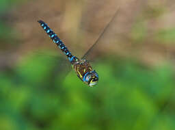 Image of Migrant Hawker