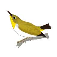 Image of Pale-bellied White-eye