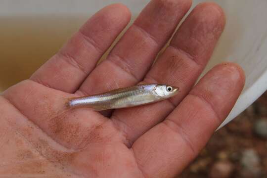 Imagem de Notropis oxyrhynchus Hubbs & Bonham 1951