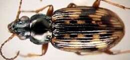 Image of Bembidion (Notaphus) intermedium (Kirby 1837)