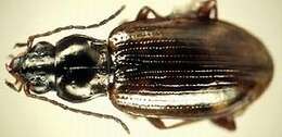 Bembidion (Eupetedromus) incrematum Le Conte 1860的圖片