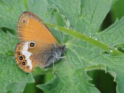 Coenonympha arcania Linnaeus 1761的圖片