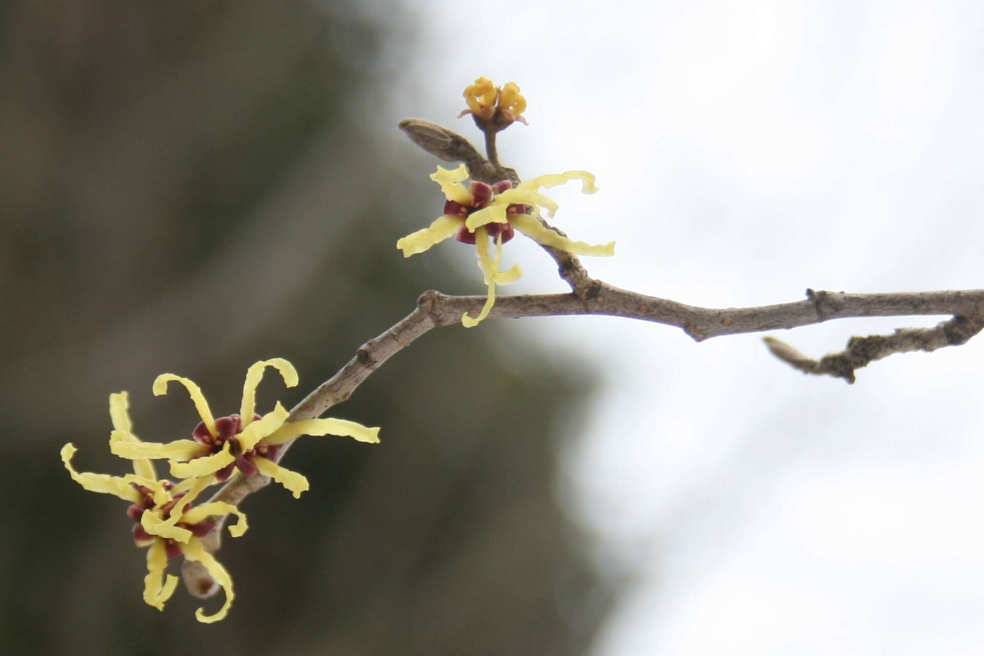 Image of Japanese Witch Hazel