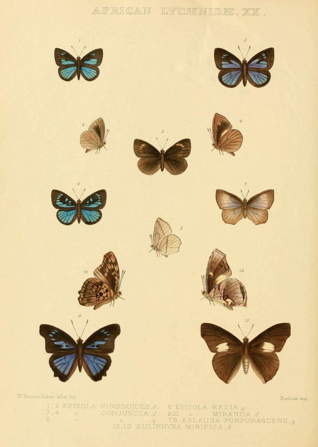 Imagem de Aslauga purpurascens (Holland 1890)