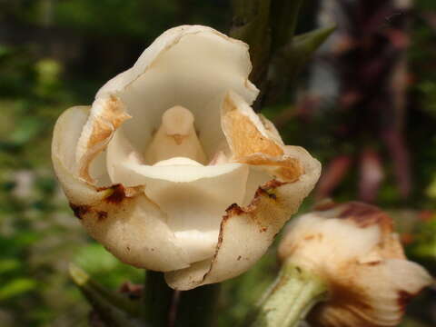 Image of Dove orchid