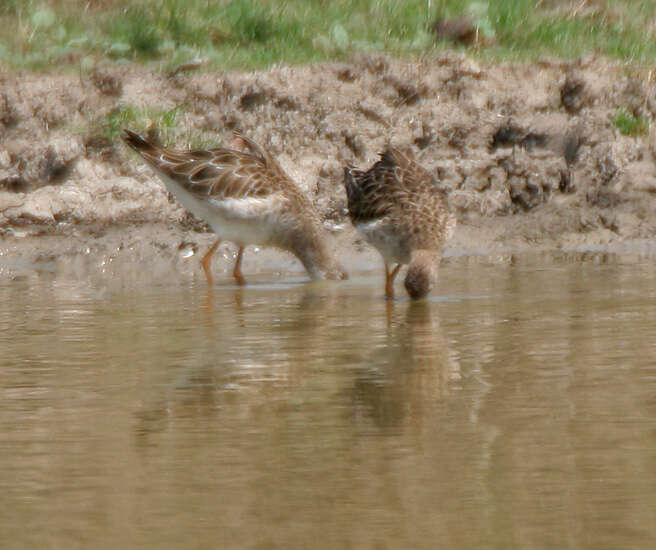 Image of Ruff