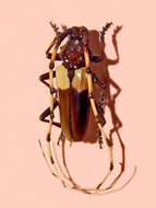 Image of Andraegoidus cruentatus (Dupont 1838)